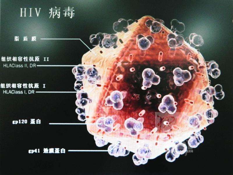 正确认识艾滋病病毒