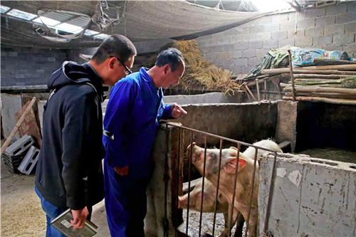 《走进养猪场》.jpg
