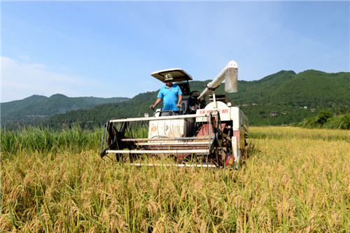 2019年9月23日，村民在文笔村有机稻谷示范园机收稻谷。程聪摄_副本.jpg