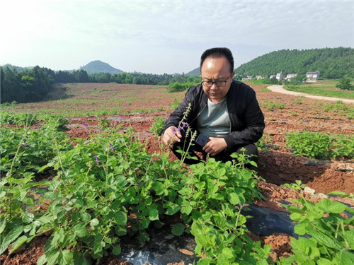 亮出天府道地药材好名片