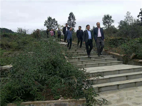 广药王老吉集团考察兴马镇金银花产业