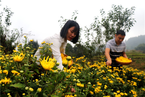 纳溪区：菊花盛开“钱”景来