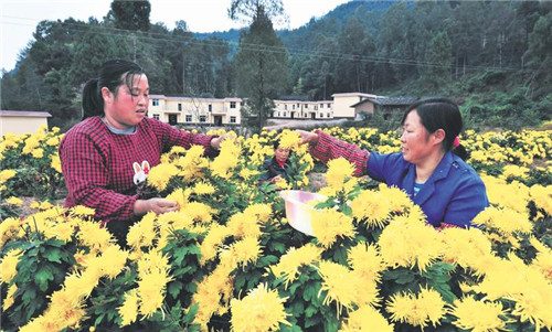 秋菊耀丰收
