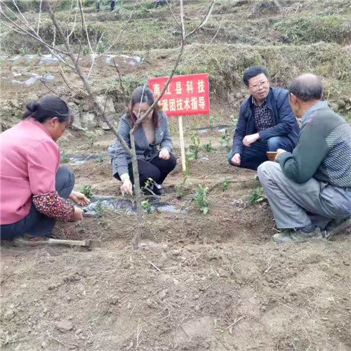 南江县举办秋茶栽植技术培训