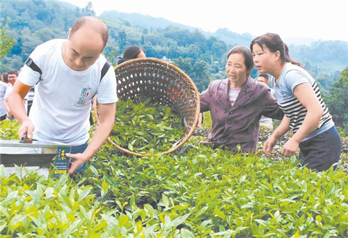 殷尚勤：让“素翁硒茶”走向世界