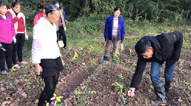 科技赋能  松巴茶业助力东西部扶贫协作