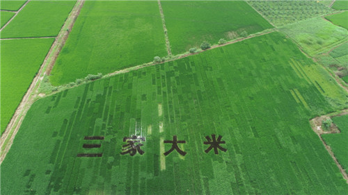 农业产业化联合体助推安居区三家大米品质品牌双提升