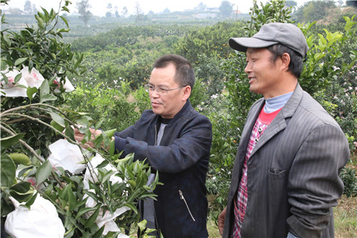 刘长君（左一）为果农种植的柑橘“把脉问诊”。.jpg