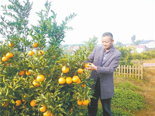 “资中血橙”为何这样“红”？