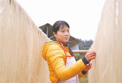 纳溪区：小粉条做成大产业