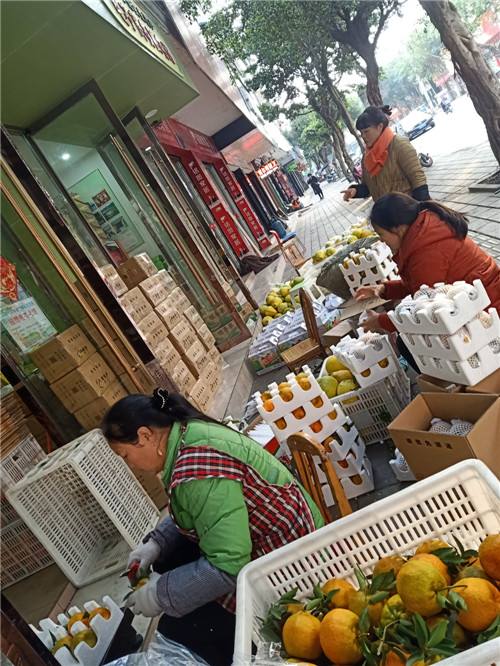 青神县：网销竞赛显身手  椪柑订单走势俏
