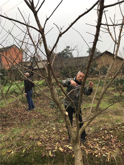 东坡区：抓住冬闲时机  加强果树管理