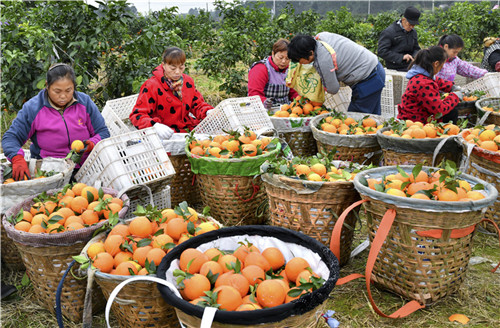 橘香满园。盛晓波 摄.jpg 橘香满园。盛晓波 摄.jpg