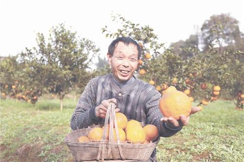 “春见”丰收腰包鼓