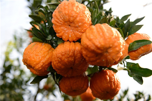 椪柑芽变新品种-南瓜柑.jpg 椪柑芽变新品种-南瓜柑.jpg