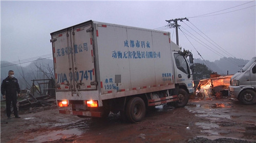 无害化处置公司运走所有动物.jpg
