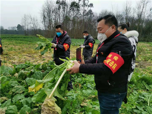 青神：请“老乡”安心，我们来帮你收青菜！