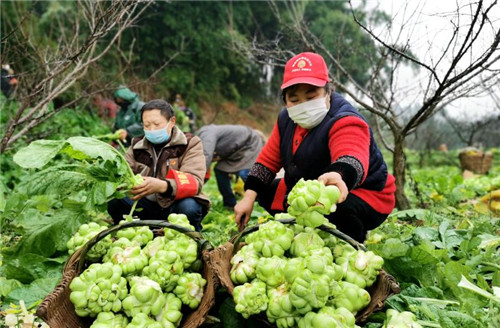 仁寿：隔离不隔生产  党员干部齐帮忙