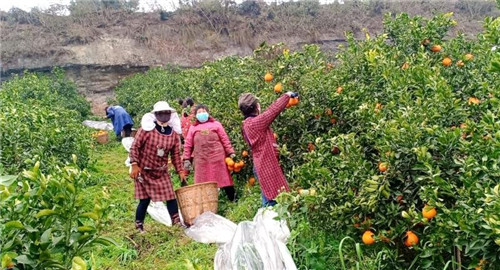 仁寿县：防疫不减收 果农足不出户卖柑橘 