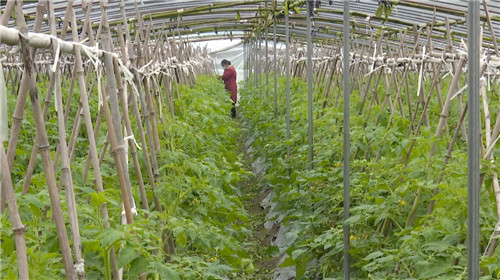 当地村民正在种植番茄的大棚里农忙.jpg