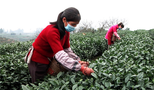 万沟村茶农采.jpg