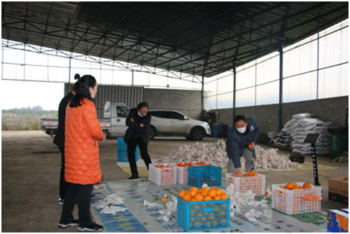 夹江县科协积极为农产品滞销谋出路