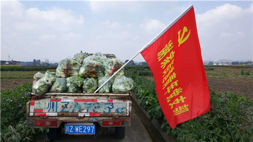 青菜装满小货车。.jpg