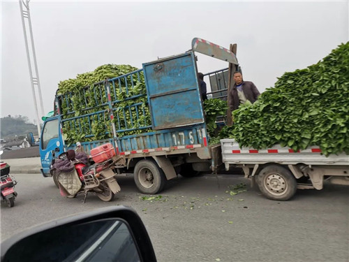 冠英镇蔬菜销售.jpg 冠英镇蔬菜销售.jpg