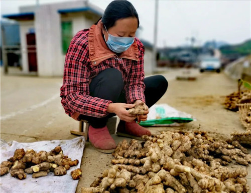 精选姜种.jpg 精选姜种.jpg