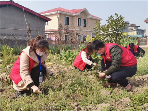 志愿者在地里除草，保障援鄂医务人员家属春耕正常进行.jpg