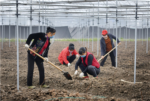 彭山区：保障葡萄树苗顺利栽种