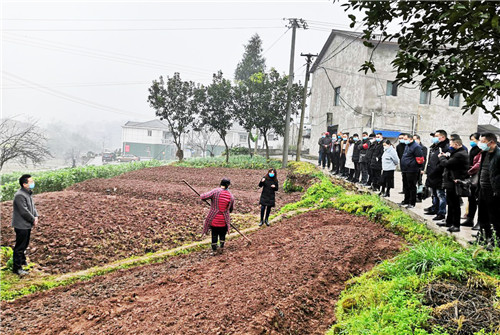 枣山园区穿石镇：田间地头交流农业生产技术