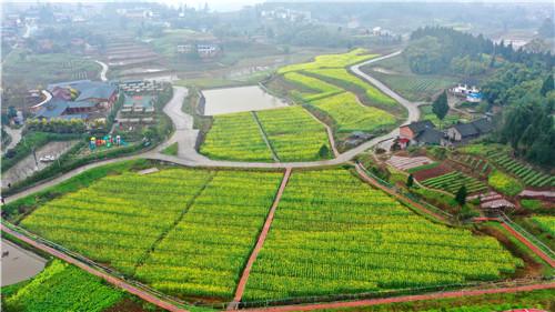 彭家乡：农旅结合菜花香