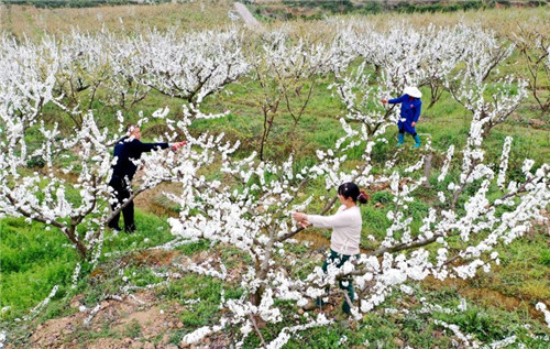 仁寿县：示范引领 脱贫村开满“致富花”