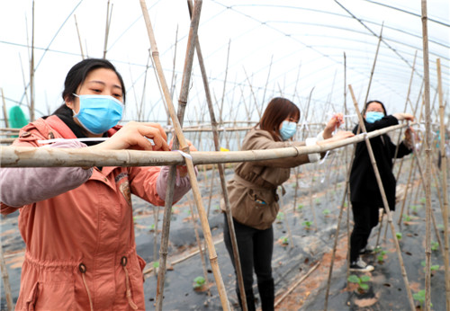 在悦来镇灯塔村蔬菜大棚种植基地，女干部正在大棚里为吊瓜搭架.jpg