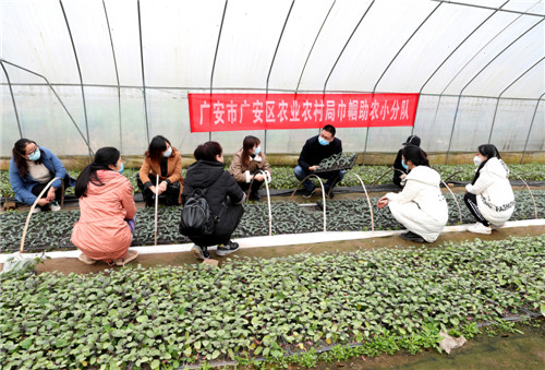 聆听种植业主杨晓凌讲解育苗技术，.jpg