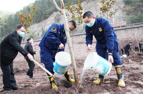 南江县：义务植树13万株