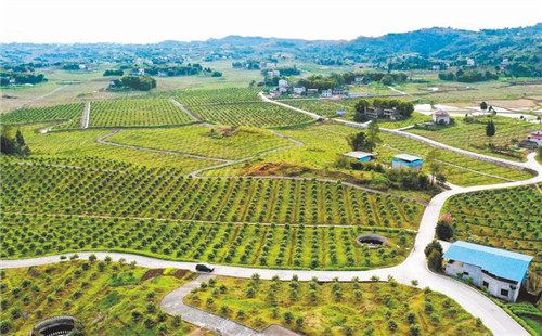 春回大地 绿满田畴
