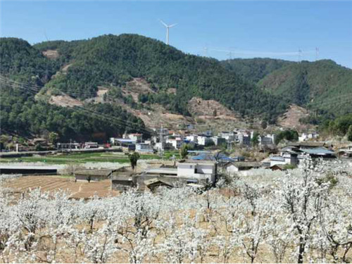 红格镇顺利村千亩梨花惊艳绽放