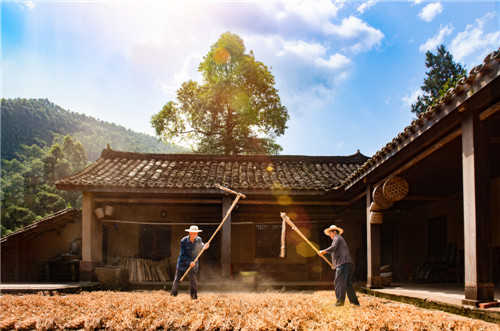 丹棱县：秀美乡村里的幸福生活 