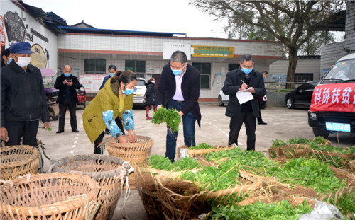 岳池县科协：十万株菜苗送地头 防疫生产两不误