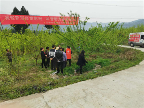巴州区科协开展果树栽培现场指导