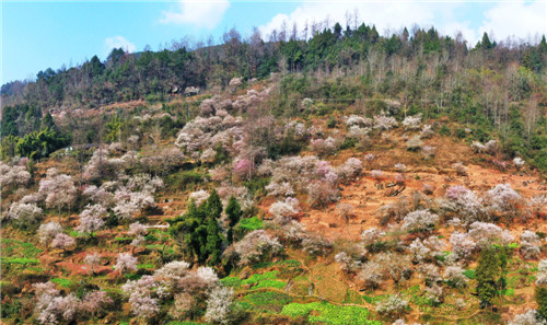(关门镇的红梅基地。肖定怀 摄.jpg