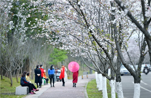 市民在公园边赏花。盛晓波 摄.jpg