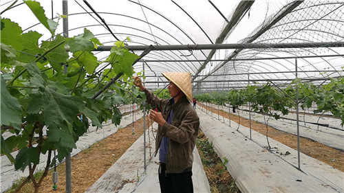 彭山区：葡萄之乡忙春耕