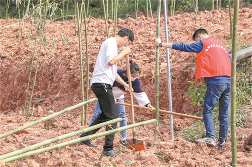 “竹林春耕”：青神吹响万亩竹材基地建设冲锋号