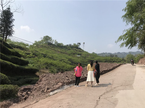峨眉山市科协调研春茶生产及示范基地建设情况