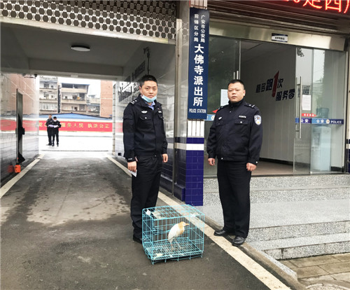 前锋区森林公安分局救助放生野生鸟类牛背鹭