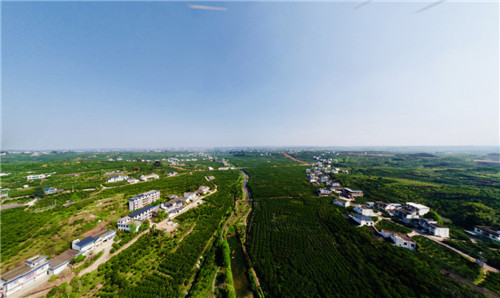 在丹棱，不计其数的桔橙树连片成海，宛如一个硕大的桔橙公园。.jpg