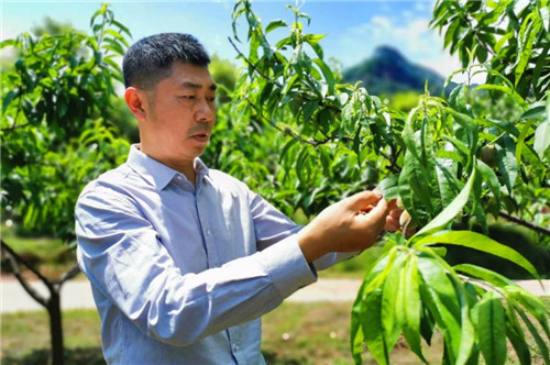 青神律师带领村民致富增收